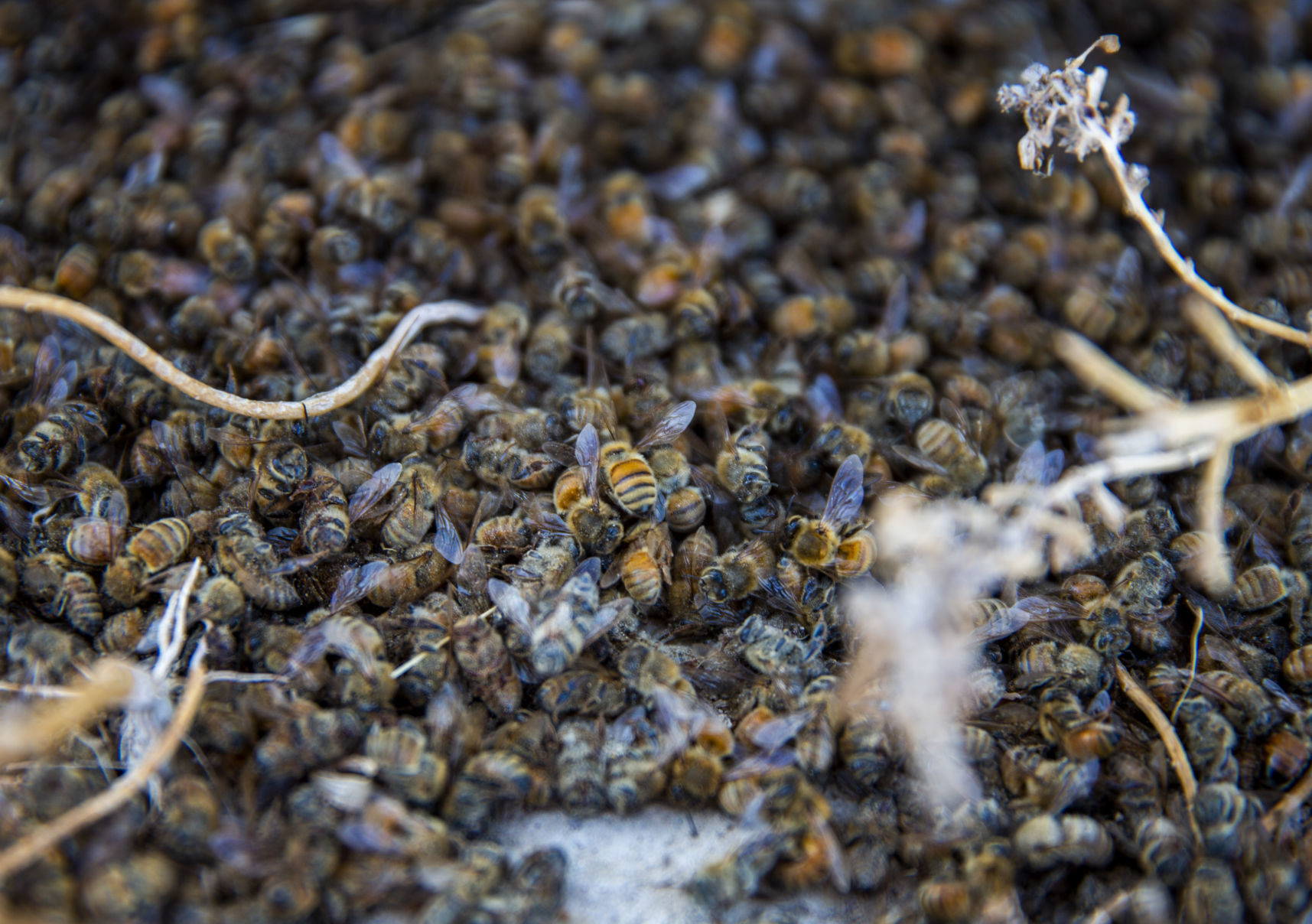 The death of bees
